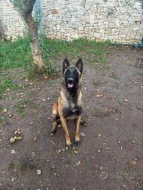 Cuccioli malinois