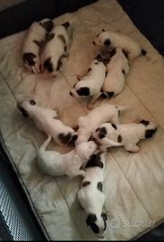 Cane da montagna dei Pirenei