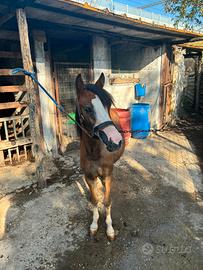 Pony welsh