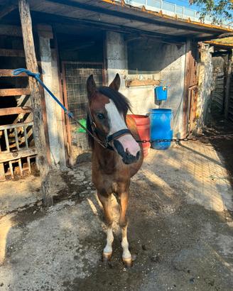 Pony welsh