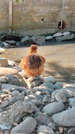 galline morositas