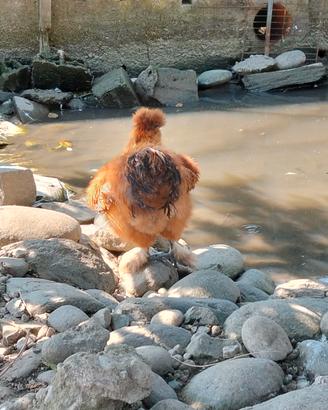galline morositas