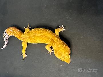 Geco Leopardino