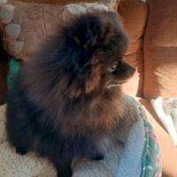 Cucciolo di spitz pomerania maschio nero