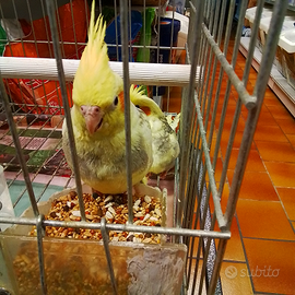 Calopsite allevate a mano