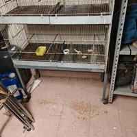 gabbiette per uccellini 