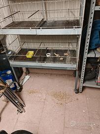 gabbiette per uccellini 