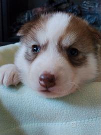 Cuccioli Siberian Husky