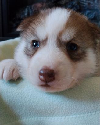 Cuccioli Siberian Husky