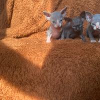 Gatti Sphynx cuccioli