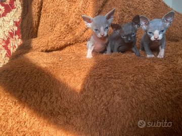 Gatti Sphynx cuccioli