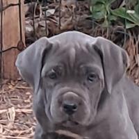Cucciolo cane corso