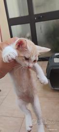 Gattini