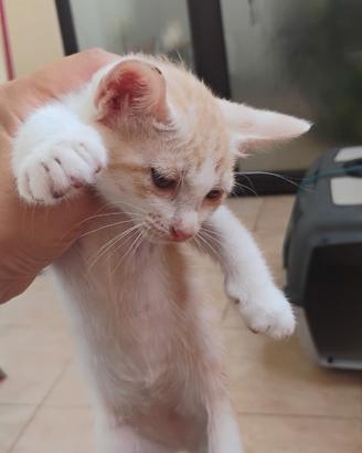 Gattini