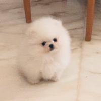Spitz di pomeriana bianchi piccoli