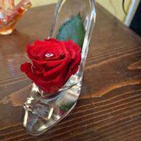 Rosa stabilizzata cenerentola