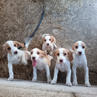 Beagle bianco arancio