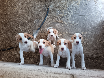 Beagle bianco arancio