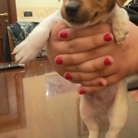 Jack russel terrier maschio