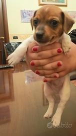 Jack russel terrier maschio