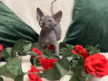 Sphynx Canadian ed elf