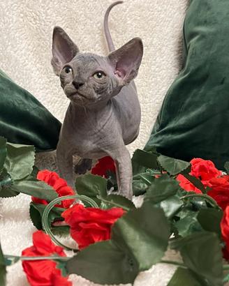 Sphynx Canadian ed elf