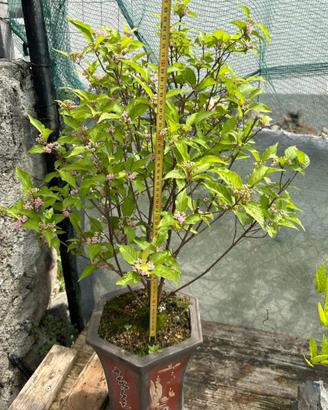 Bonsai Callicarpa spedizione gratuita