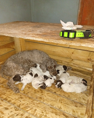 Lagotto romagnolo