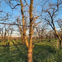 alberi di ciliegio da legna