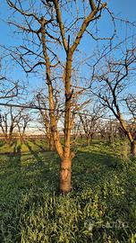 alberi di ciliegio da legna