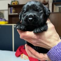 Cuccioli di Labrador Retriever nero