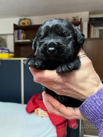 Cuccioli di Labrador Retriever nero