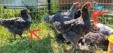 Marans Blu Ramato / Betulla Blu
