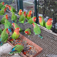 Pappagalli Roseicollis