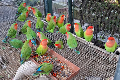 Pappagalli Roseicollis