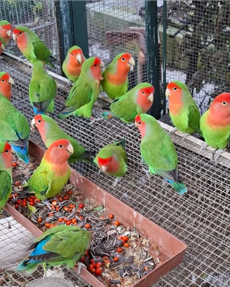 Pappagalli Roseicollis