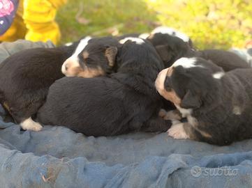 Cuccioli bovaro del bernese / border collie