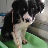 Cucciolo pastore mix adozione taglia medio grande