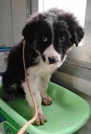 Cucciolo pastore mix adozione taglia medio grande