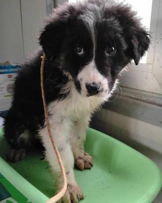 Cucciolo pastore mix adozione taglia medio grande