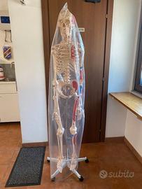 Scheletro Umano Anatomia