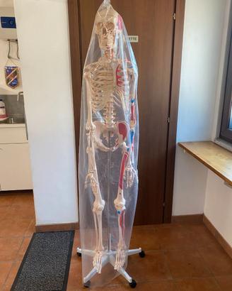 Scheletro Umano Anatomia
