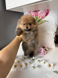 Batuffola volpino Pomerania TOY rossa femmina