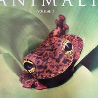 animali, enciclopedia per ragazzi 