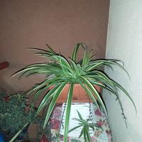 pianta falangio,pianta ragno