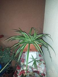 pianta falangio,pianta ragno