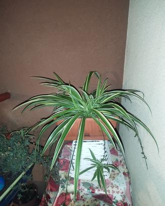 pianta falangio,pianta ragno