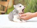 cucciolo-di-siberian-husky-disponibile