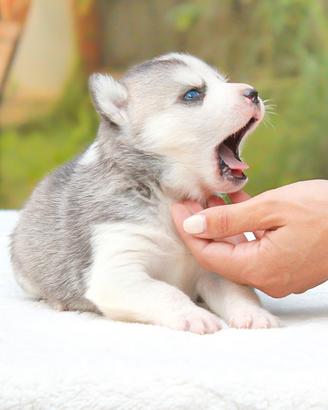 Cucciolo di Siberian Husky disponibile