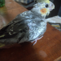 Calopsite allevate a mano